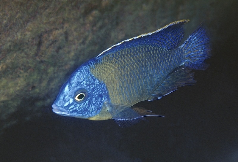 Protomelas sp. 'steveni imperial' Tumbi Point